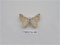 藏品(尺蛾330)的圖片